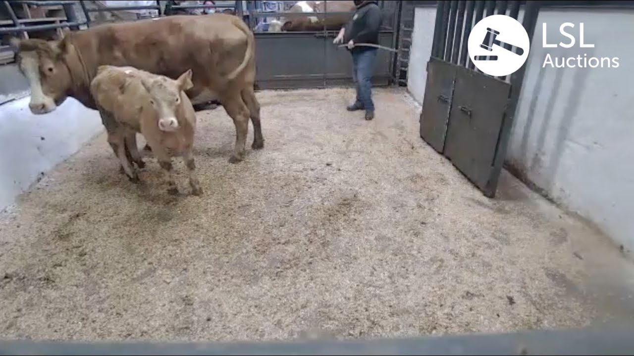 LSL Auctions - Big interest in this outfit, Heifer in-calf with Charolais Heifer - LSLAuctions.com