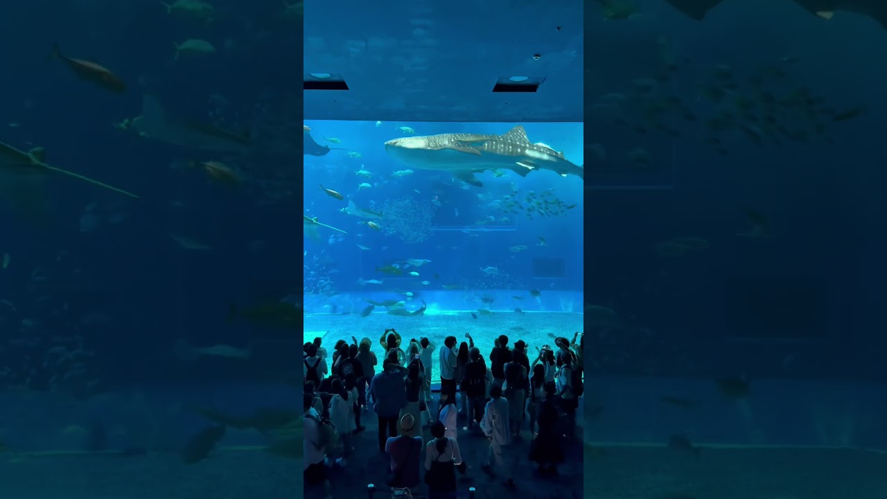 Have you ever seen #aquarium like this? #shark #whale #whaleshark #okinawa #japan #churaumiaquarium