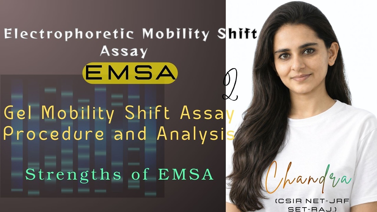 Part 2 –Gel Mobility Shift Assay Procedure and Analysis |  EMSA | Protein–DNA Interaction