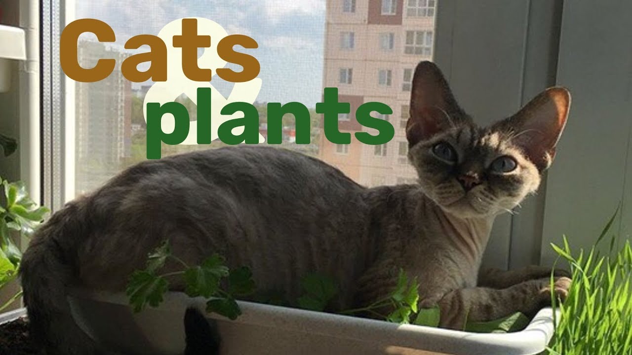 Cats and plants | My life with Devon Rex