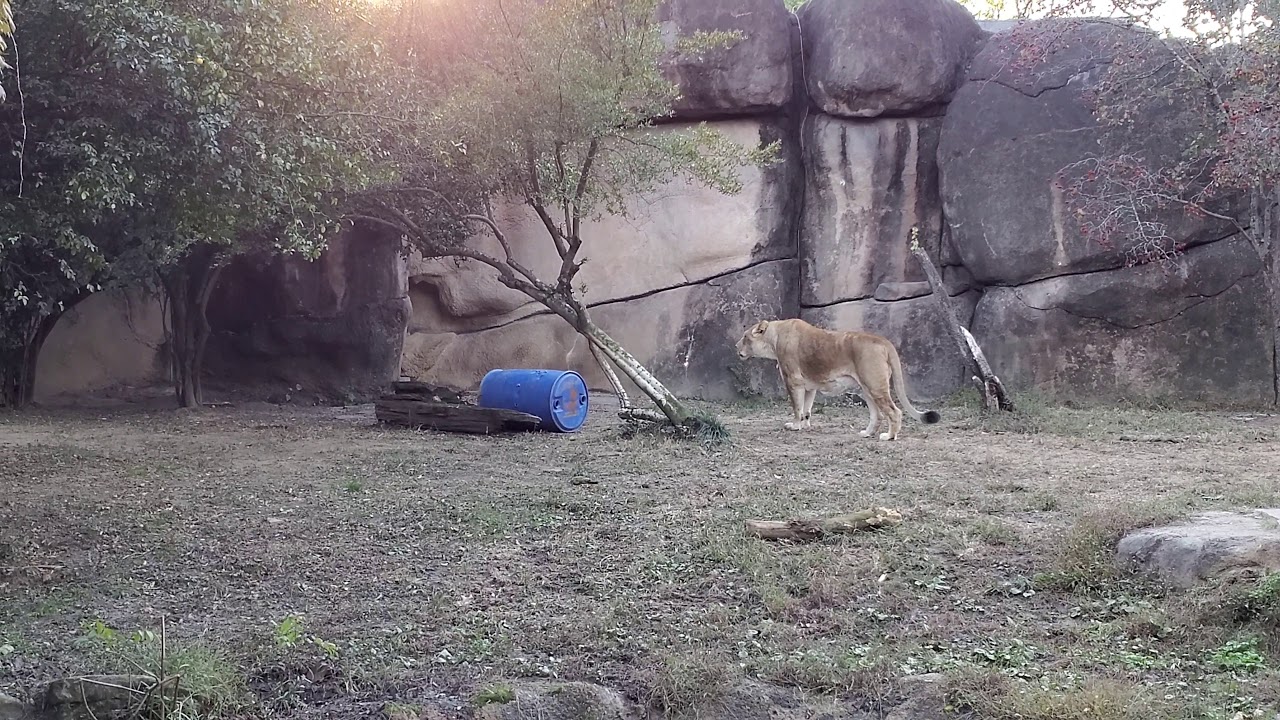 Memphis Zoo -  Very vocal Lion being scolded by the Lioness.