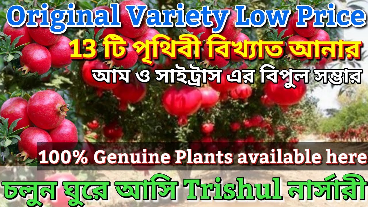 আনার প্রেমীদের জন্য দারুন খবর।সেরা 13টি বেদানার জাত পাবেন সুলভমূল্যে।Best Nursery for fruit Plants।
