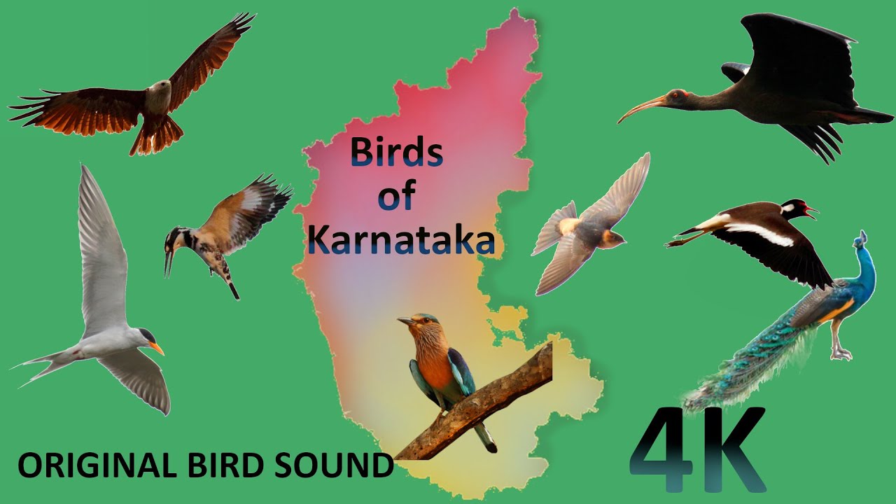 Experience the Beauty of Birds of Karnataka in Stunning 4K Resolution with Bird's original Sound