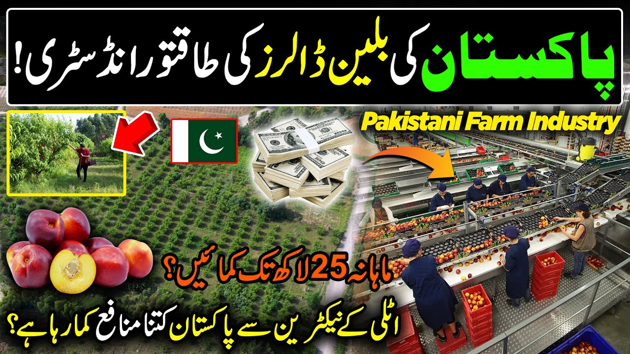 Billion Dollars Industry In The World | Nectarine Farming in Pakistan | Kissan Ka Pakistan