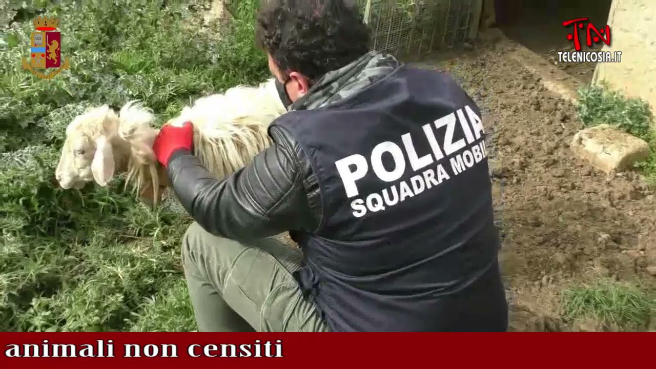 Gagliano, denunciato dalla Polizia di Stato un allevatore per detenzione di animali non censiti
