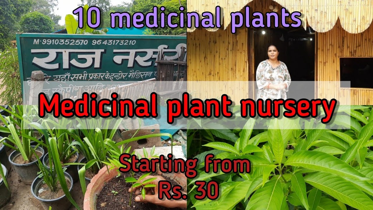 MEDICINAL PLANTS NURSERY VISIT/(part-1) | Rare Nursery Visit | Reasonable and different  | Delhi NCR