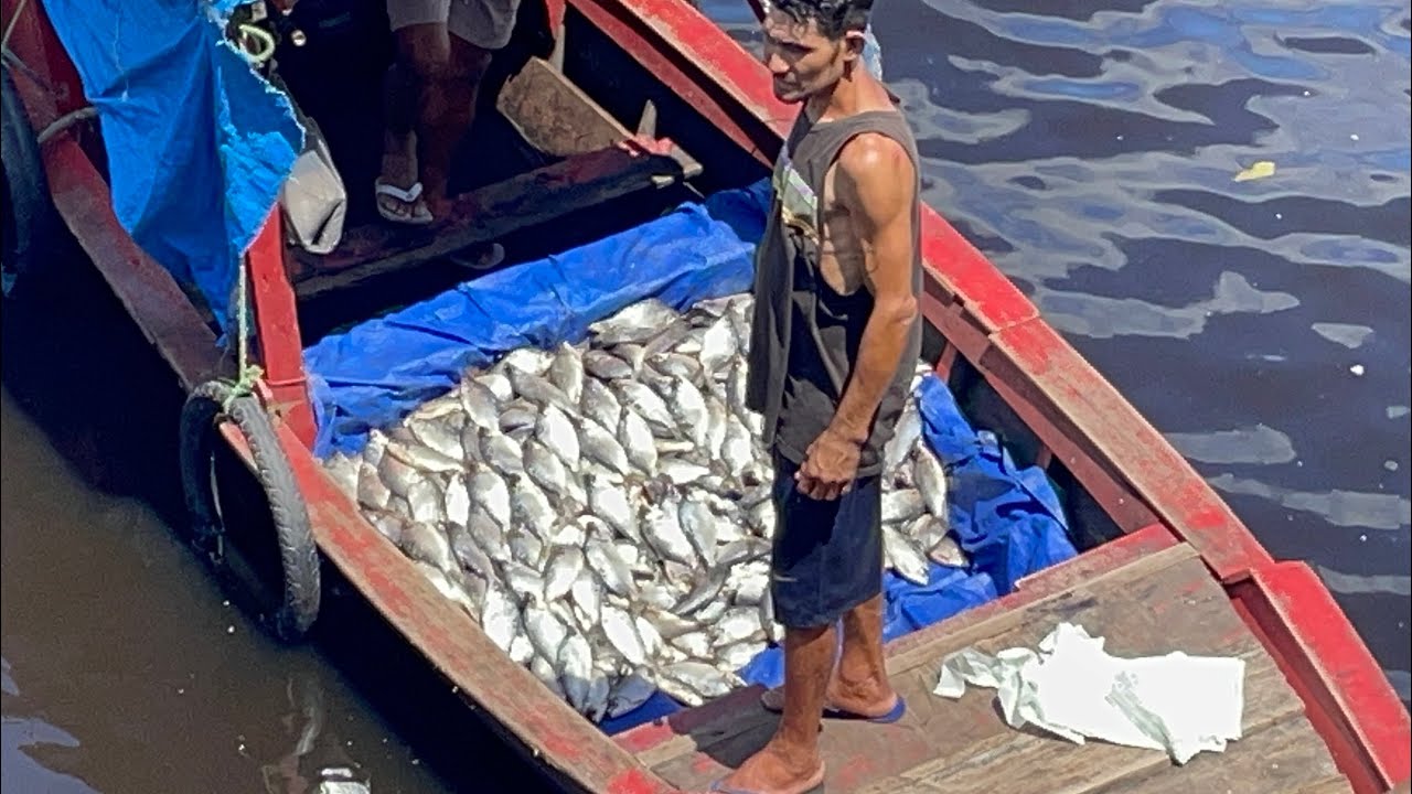 FARTURA E DELÍCIAS DA FEIRA DE PEIXES #manausamazonas #ribeirinhos #pescaria #fishing #amazon #pesca