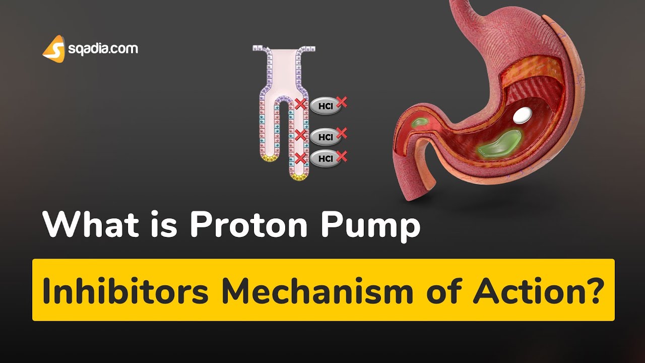 What is Proton Pump Inhibitors Mechanism of Action? | Pharmacology
