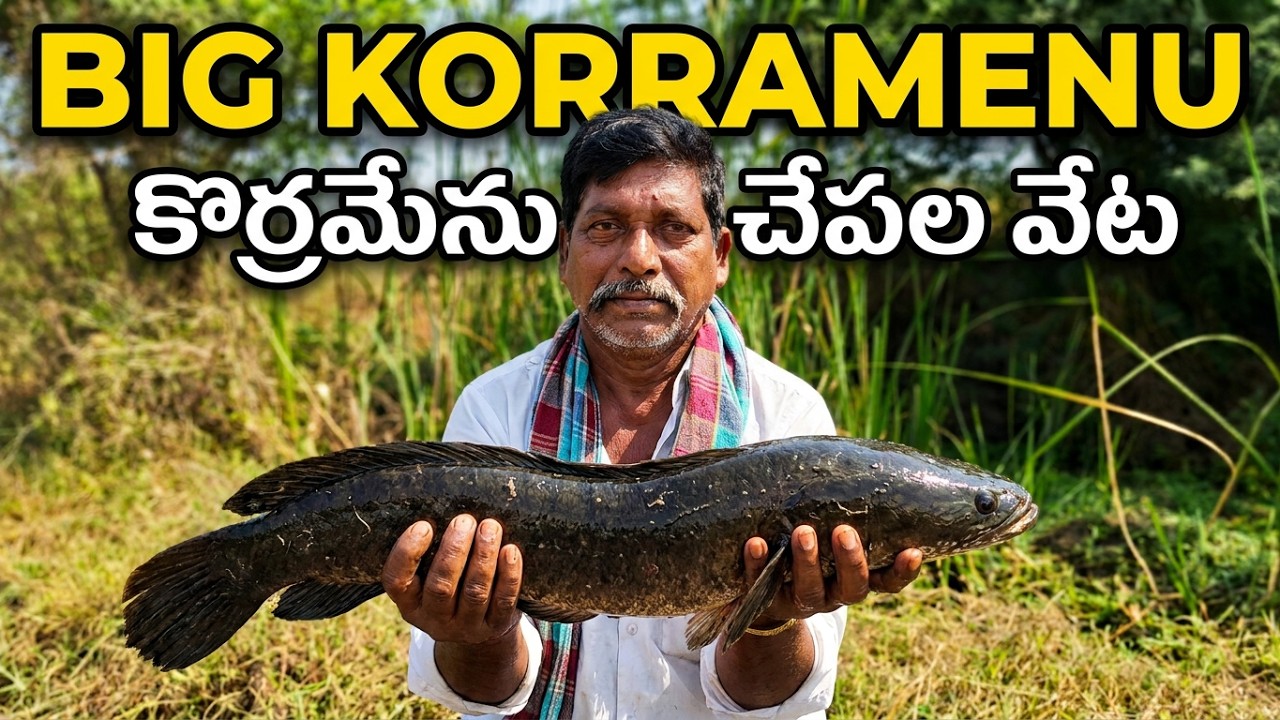 కొత్త ప్లేస్లో కొర్రమేను చేపల వేట unbelievable Snakehead Fishing Catching best village Fishing Video