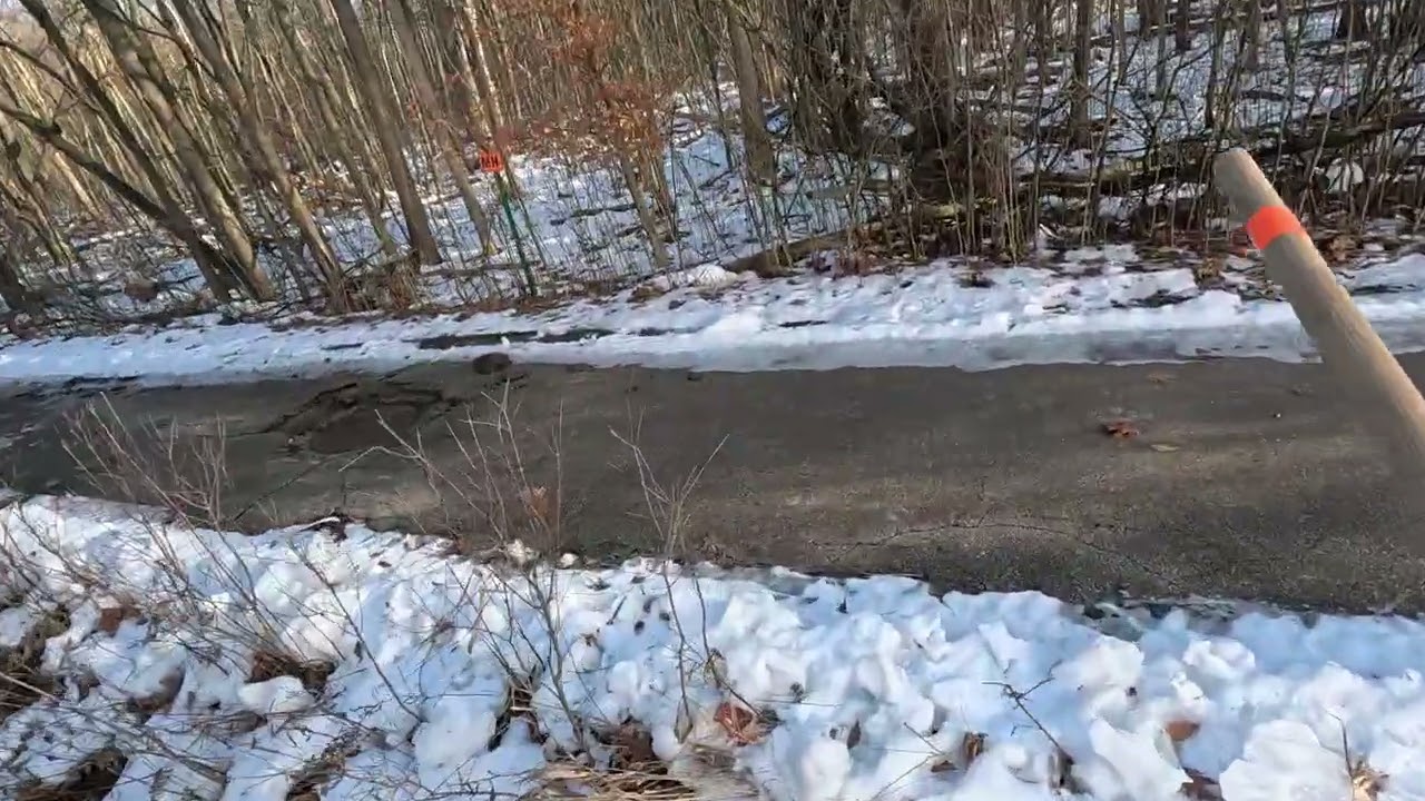 Squirrel Hawking with a Red Tail!
