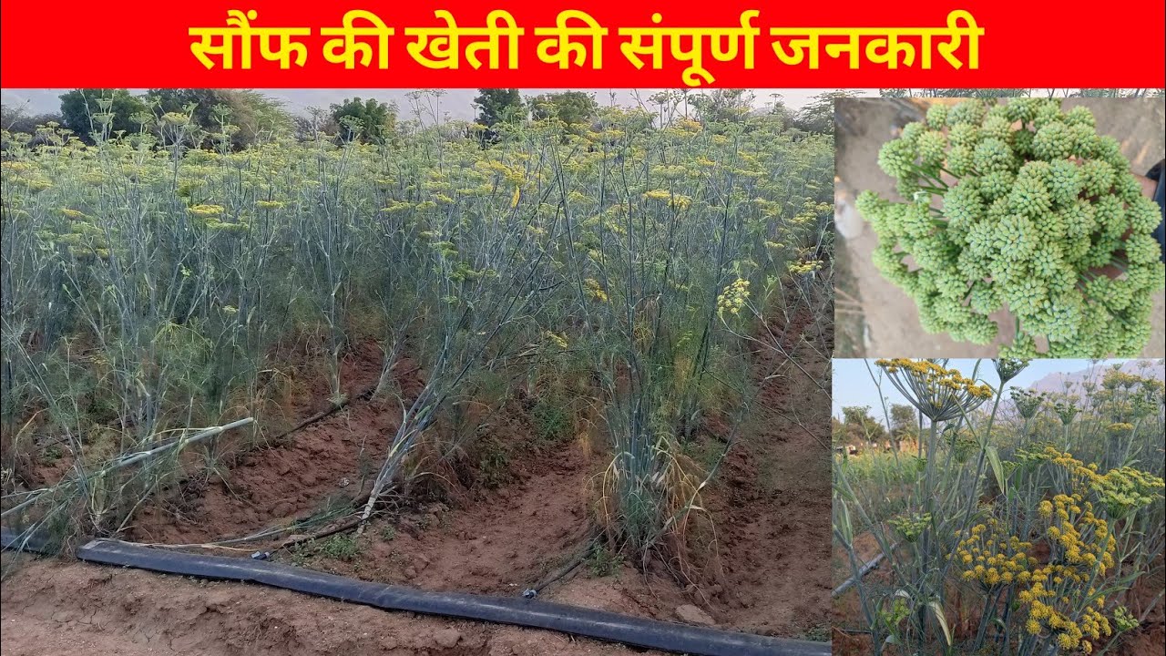 सौंफ की खेती।। बूंद बूंद सिंचाई पर सौंफ की खेती।।Fennel Farming
