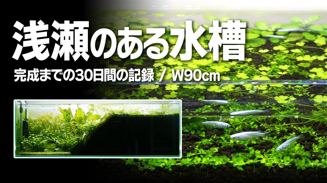 【メダカ】浅瀬のあるメダカ水槽の立ち上げから30日間の記録【大陸棚】