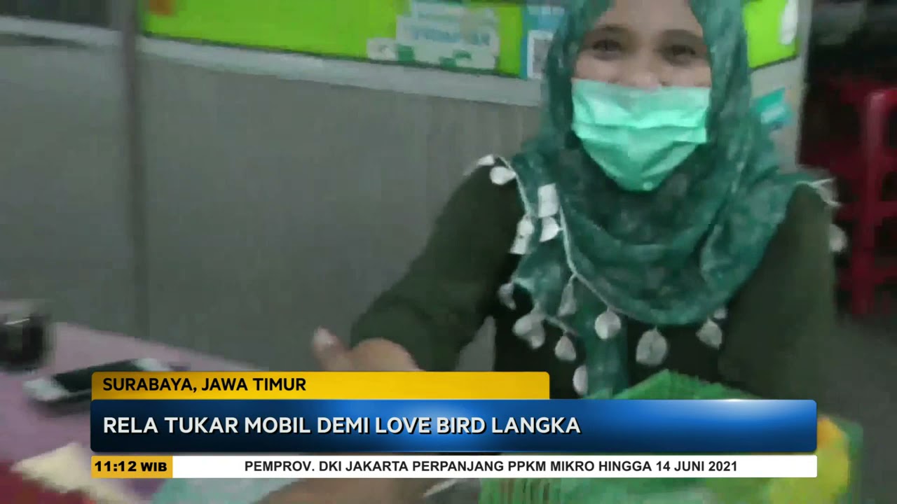 Seorang Warga Rela Tukar Mobil Demi Love Bird Langka - SSI