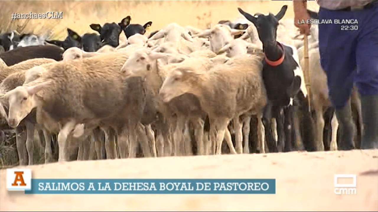 La jornada de un pastor empieza... A las 4 de la mañana.