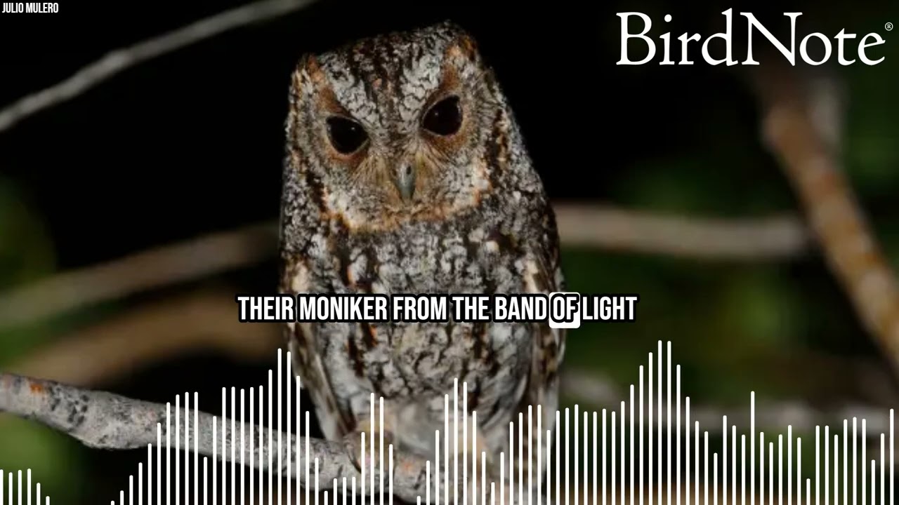 Quirky Words for Patterned Birds
