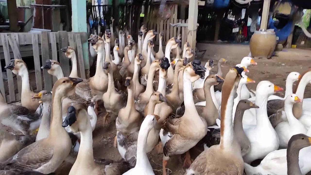 ห่าน Geese 69