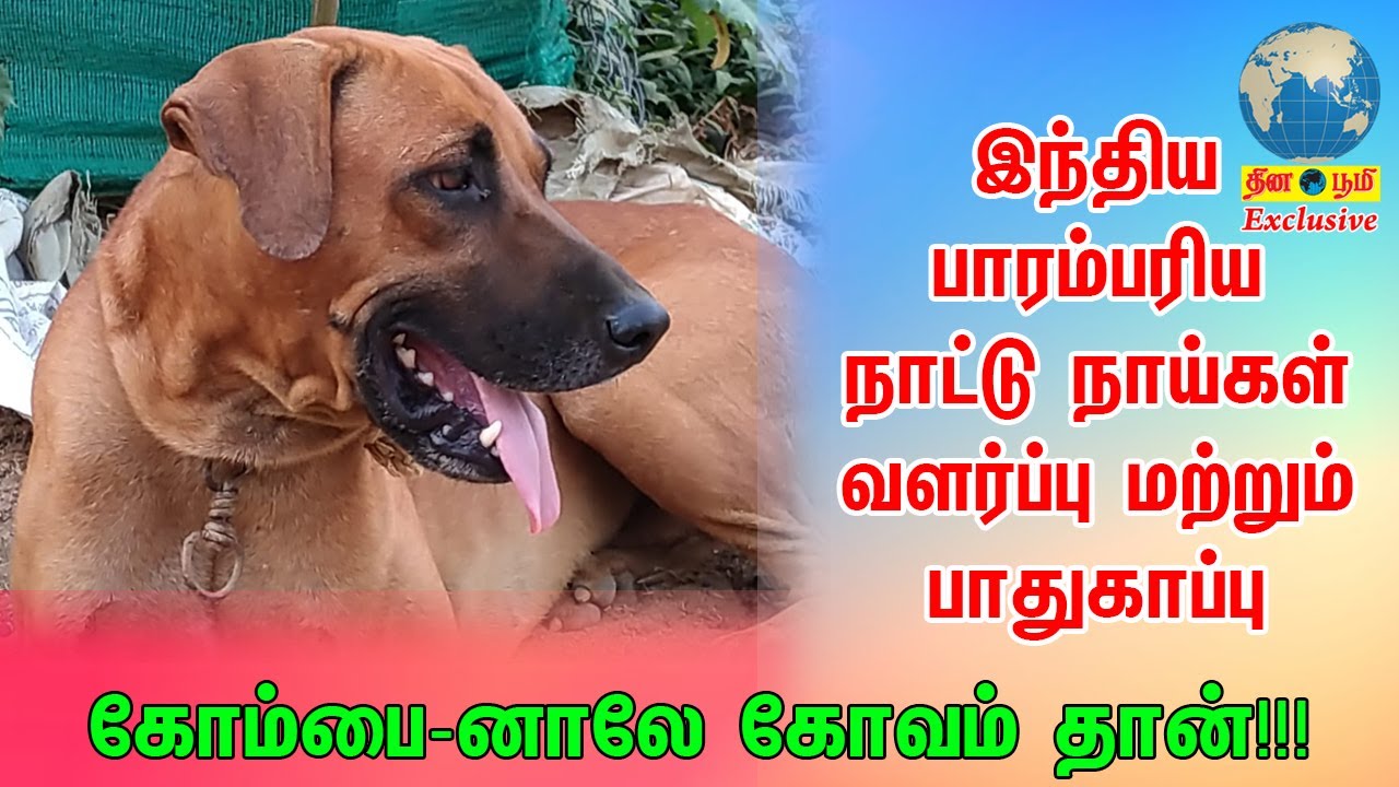 kombai Dog | கோம்பைனாலே கோபம்தான் | பாரம்பரிய நாட்டு நாய்கள் வளர்ப்பு | Indian Dog Breed