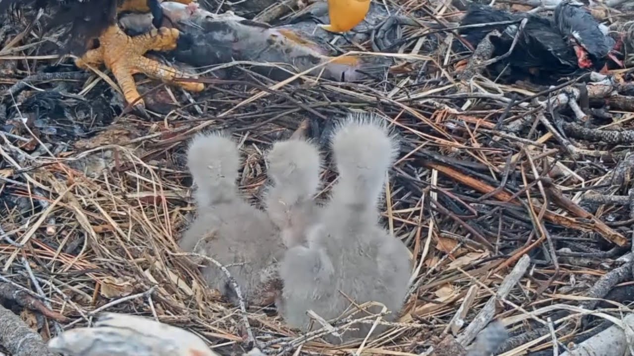 Shadow brings fish and Jackie feeding all chicks | Big Bear Bald Eagle | Mar 12, 2025