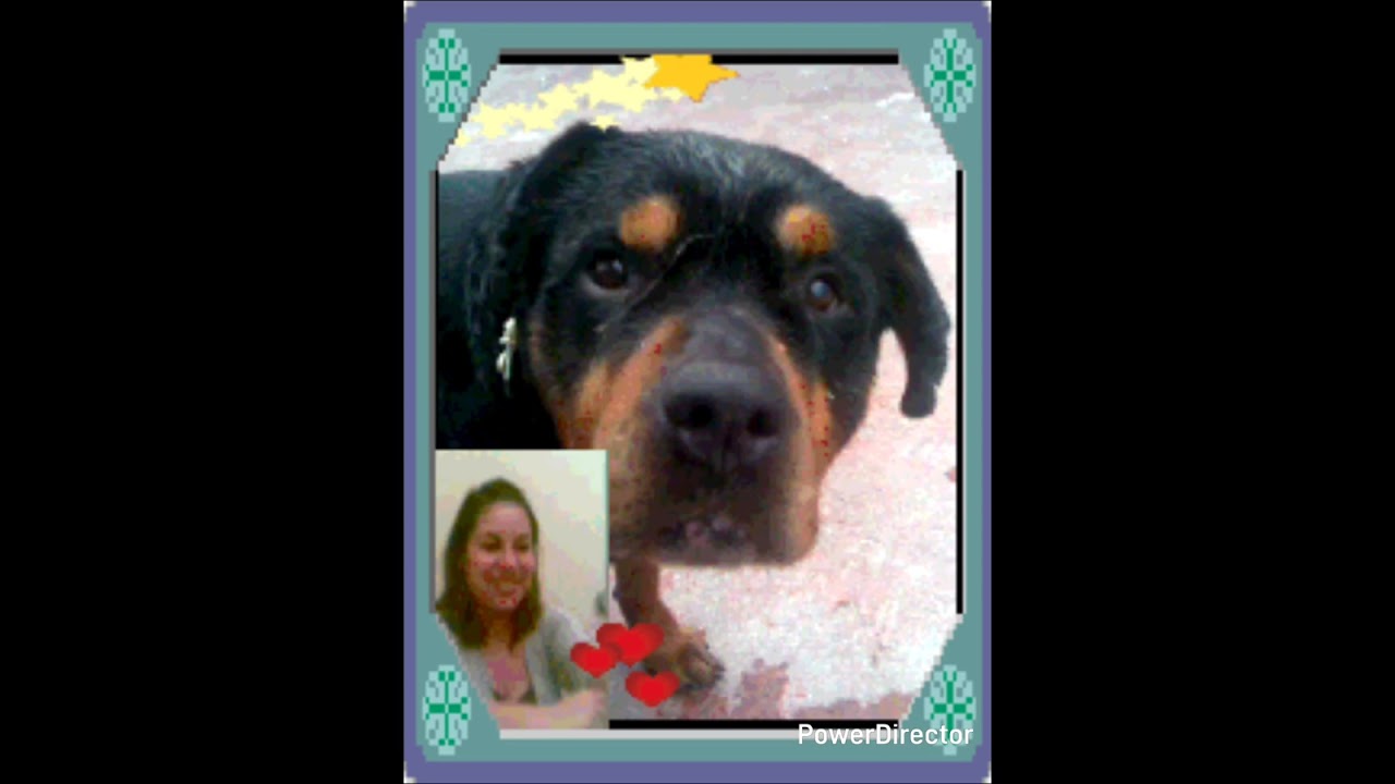 Drago mi compañero fiel