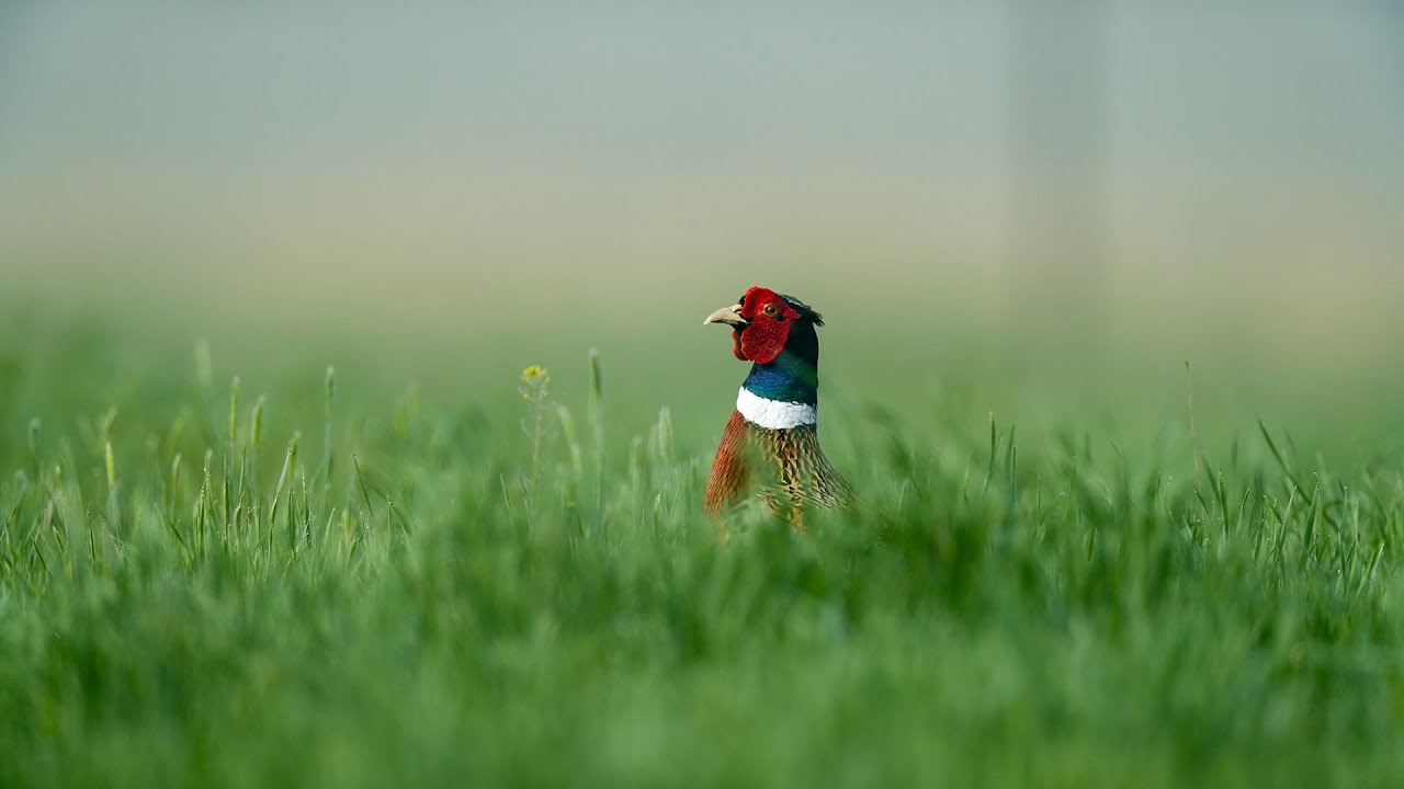 Pheasant Season Preview 2025 - NDGF - 09-25-2025