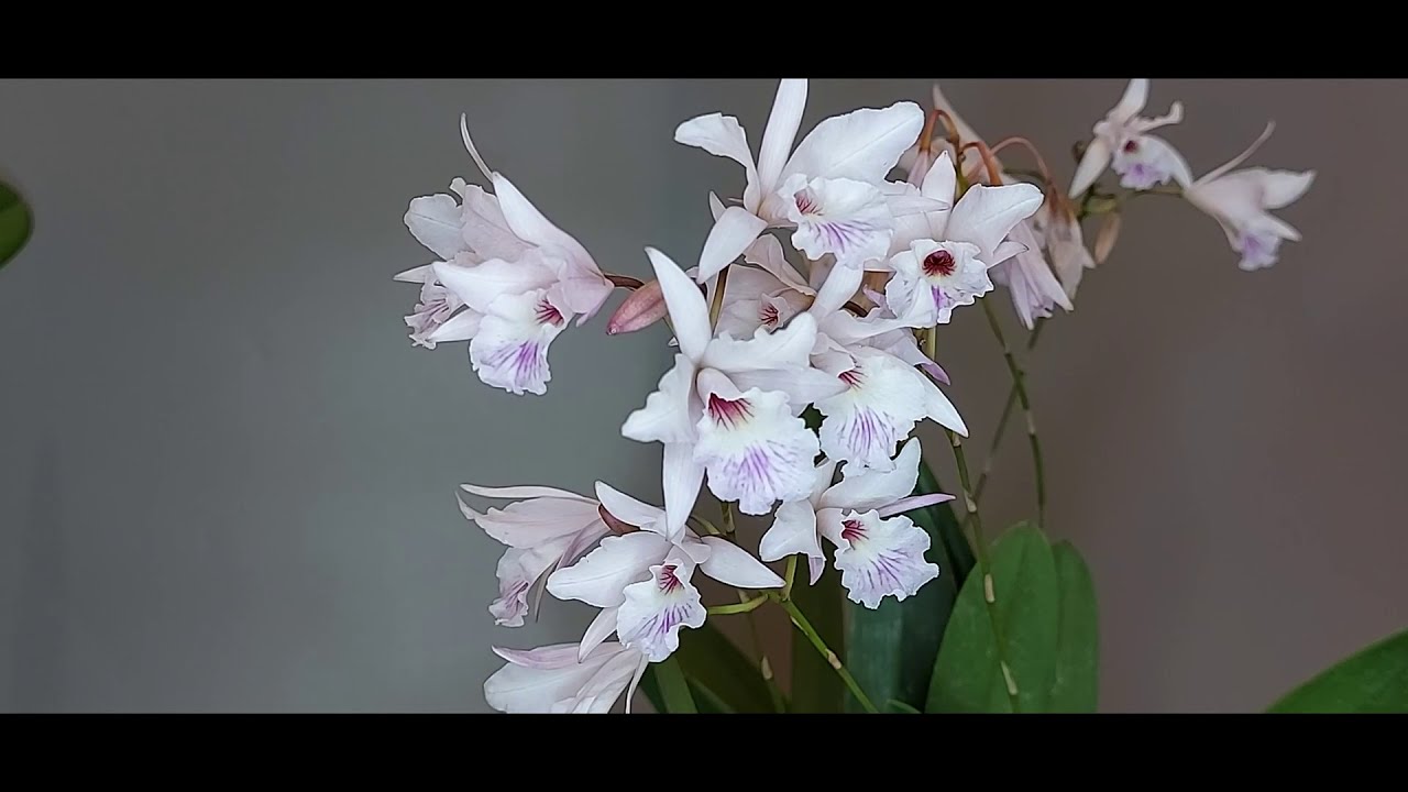 Broughtonia negrilensis x Laelia rubescens и мои впечатления о ней