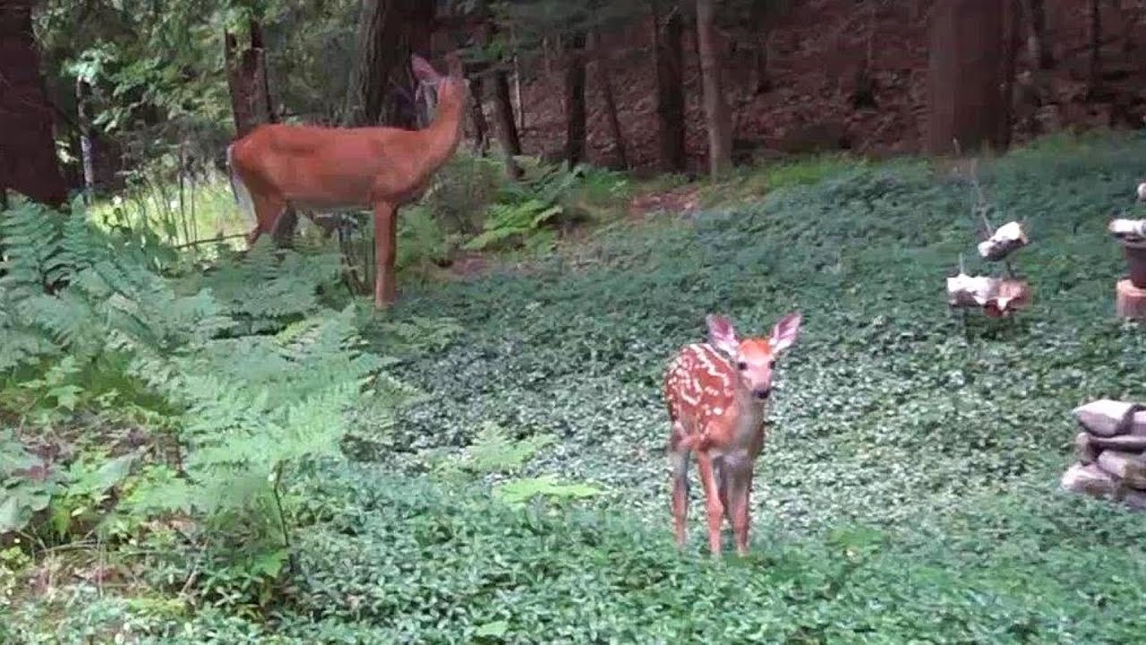 나를 보자 흥분한 아기 사슴 Baby Deer Gets Excited When She Sees Me