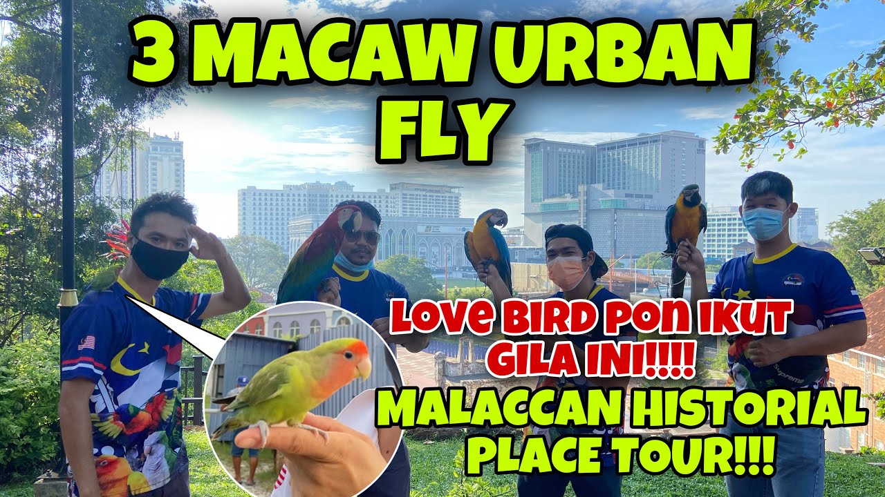 FREE FLY 3 MACAW DI 5 TEMPAT BERSEJARAH DI MELAKA❗️LOVE BIRD PUN IKUT⁉️ URBAN FLY‼️