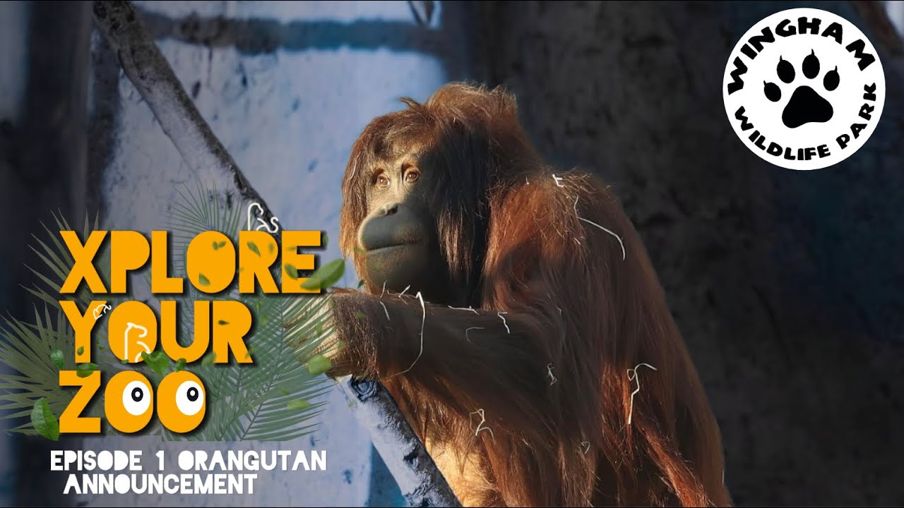 ORANGUTAN ANNOUNCMENT | Xplore Your Zoo | Episode 1