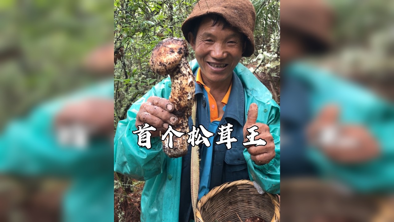 采松茸竞争最激烈的一天，老爸拿下了今年第一个松茸王