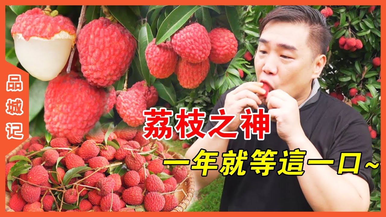終於等到我們心中的荔枝之神——增城仙進奉！肉厚核小甜度極高！吃過仙進奉，其它荔枝都索然無味了！【品城記】