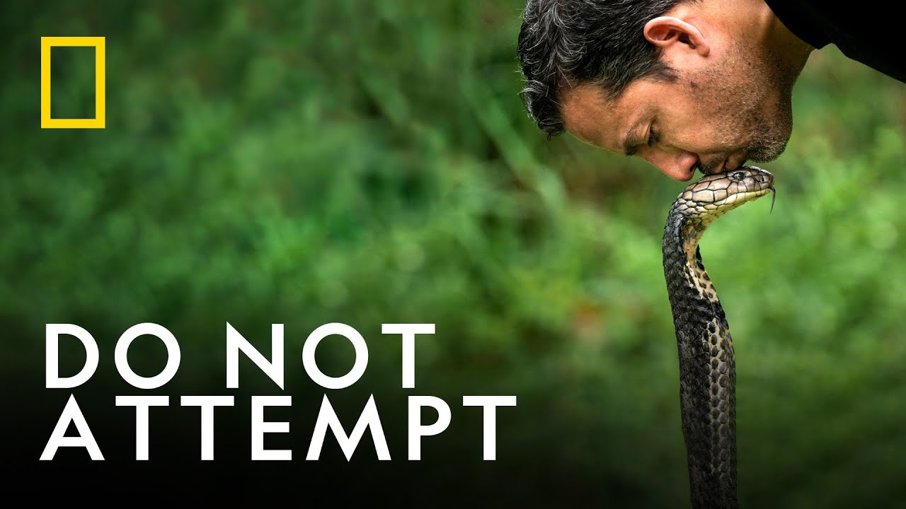 David Blaine Kisses a King Cobra  | David Blaine: Do Not Attempt | National Geographic UK