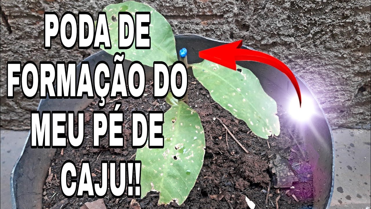 COMO FAZER PODA DE FORMAÇÃO NO PÉ DE CAJU EM VASO!!
