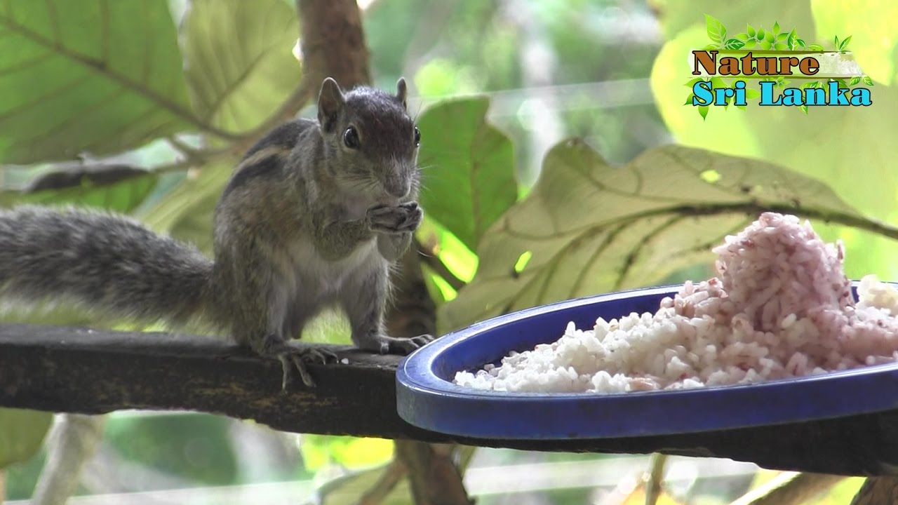 Sweet squirrel eating rice and fight with crow
