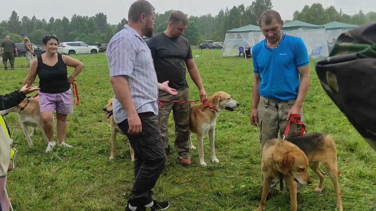 Выставка охотничьих собак в г.Тула 19.07.25г.