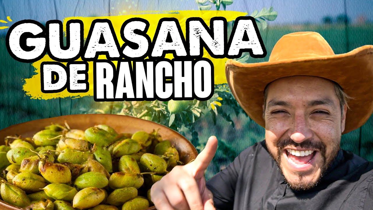 Se comen los GARBANZOS VERDES les llaman Guasanas