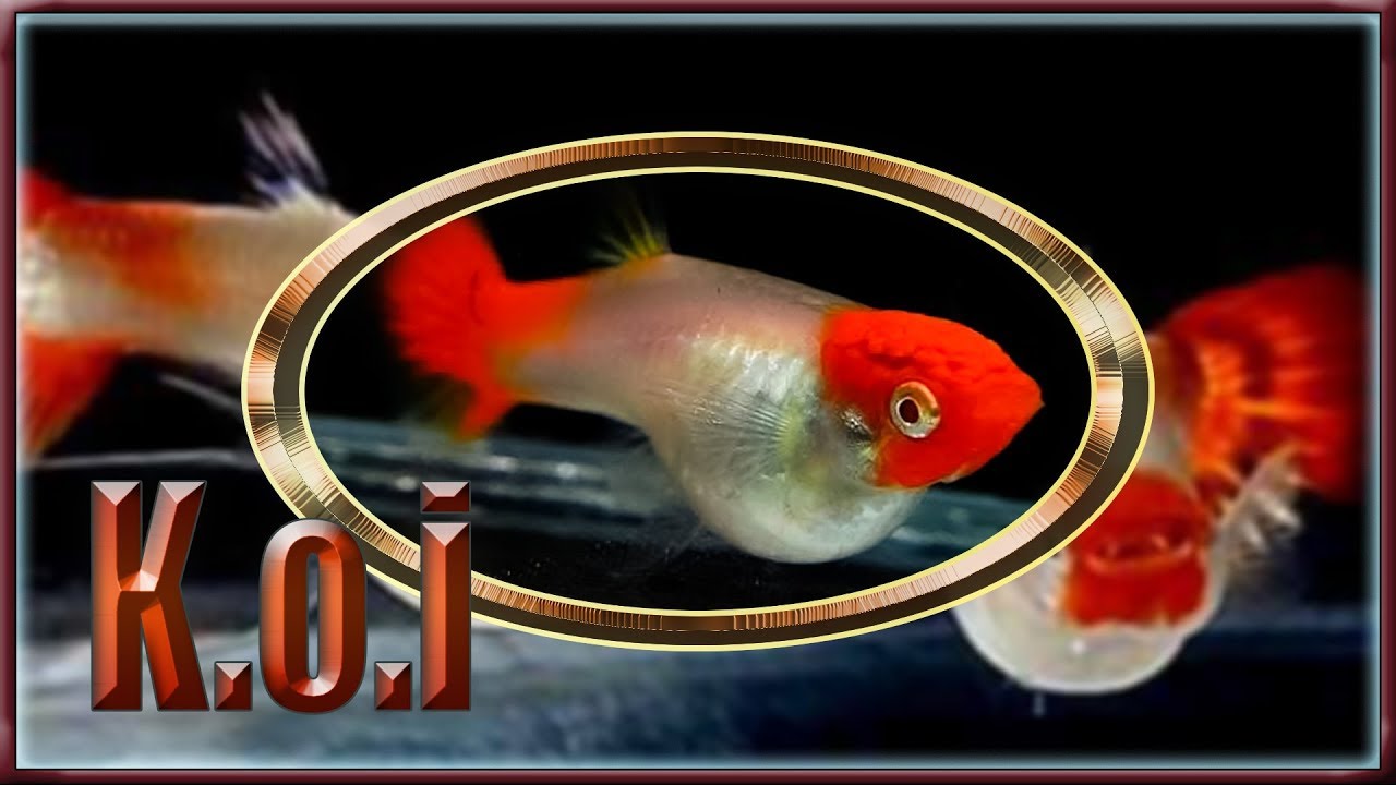 koi guppy