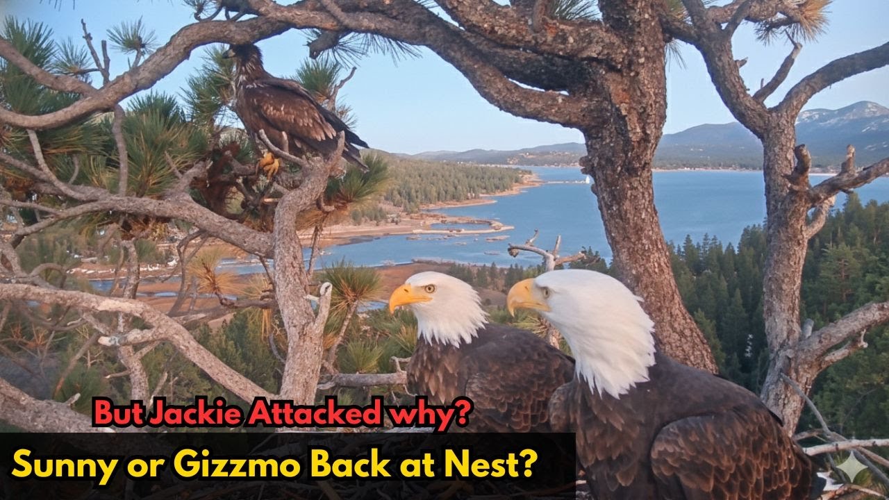 👀 Is This Gizmo Returning? Jackie & Shadow React to a Surprise Juvenile Visitor 😳