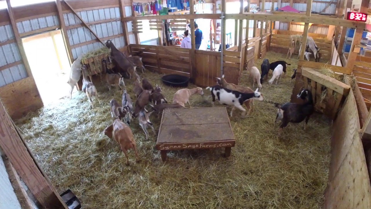 LIVE baby goat cam!!!!!