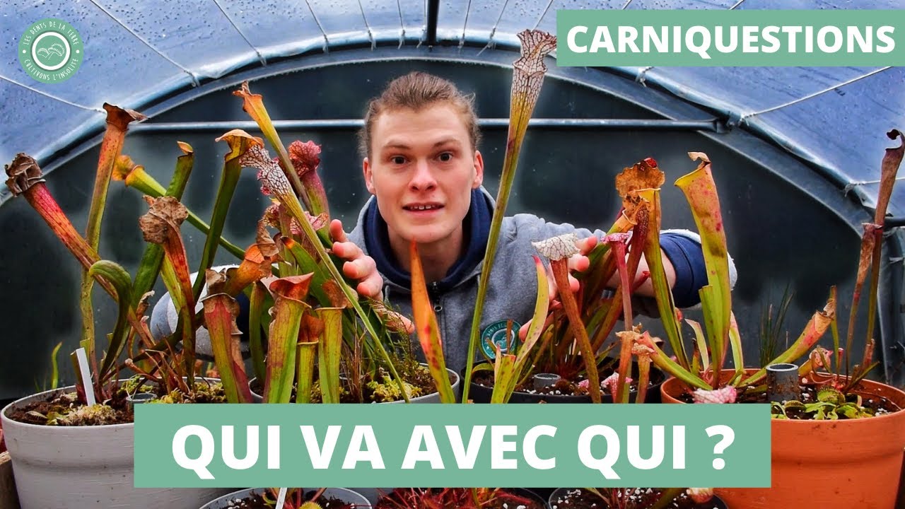 Comment ASSOCIER des Plantes Carnivores dans un mini-jardin en pot ?