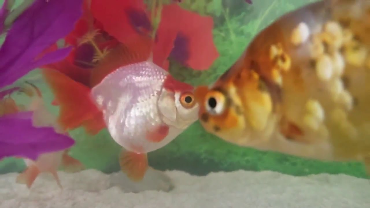 Unboxing Goldfish from Dandy Orandas