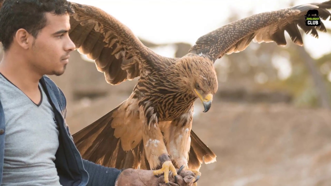 eastern imperial eagle العقاب الملكي الشرقي