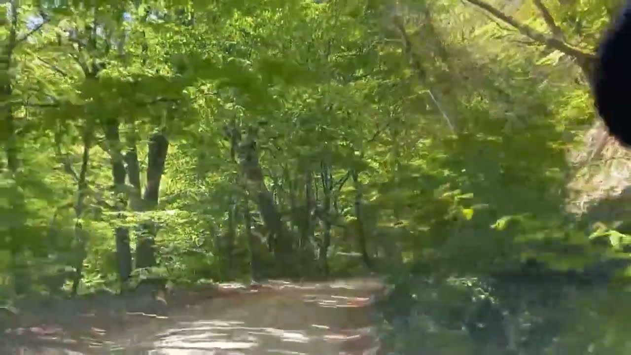 Spre Clisura Dunării pe un drum forestier de o frumusețe rară  Șopotu Nou -   Stăncilova - Cărbunari