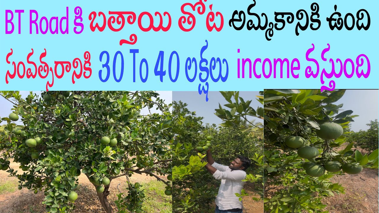 బత్తాయి తోట 13 ఎకరాలు అమ్మకానికి ఉంది. BT Road facing Land.