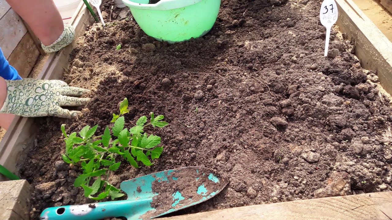 Посадка томатов лежа по два корня в одну лунку.