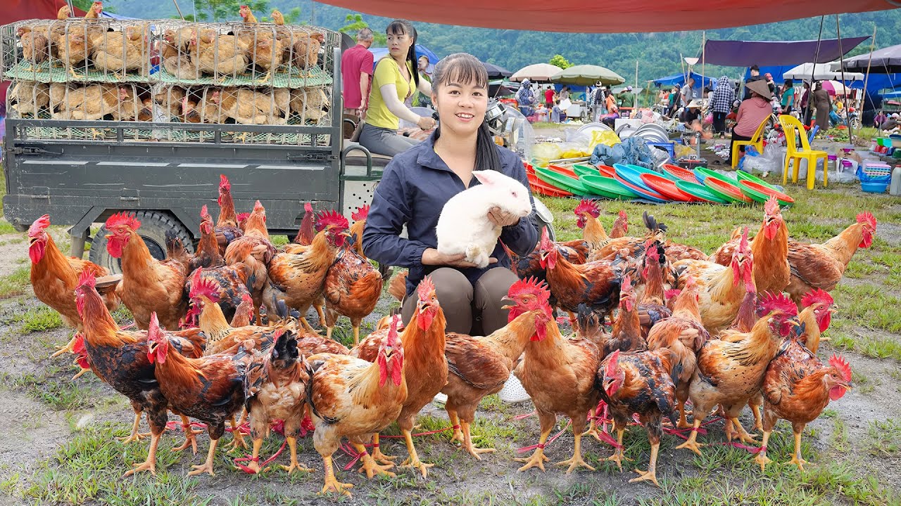 Harvesting Many Chicken (Rooster) Goes To Market Sell - Build Cage With Iron Mesh To Raise Quails