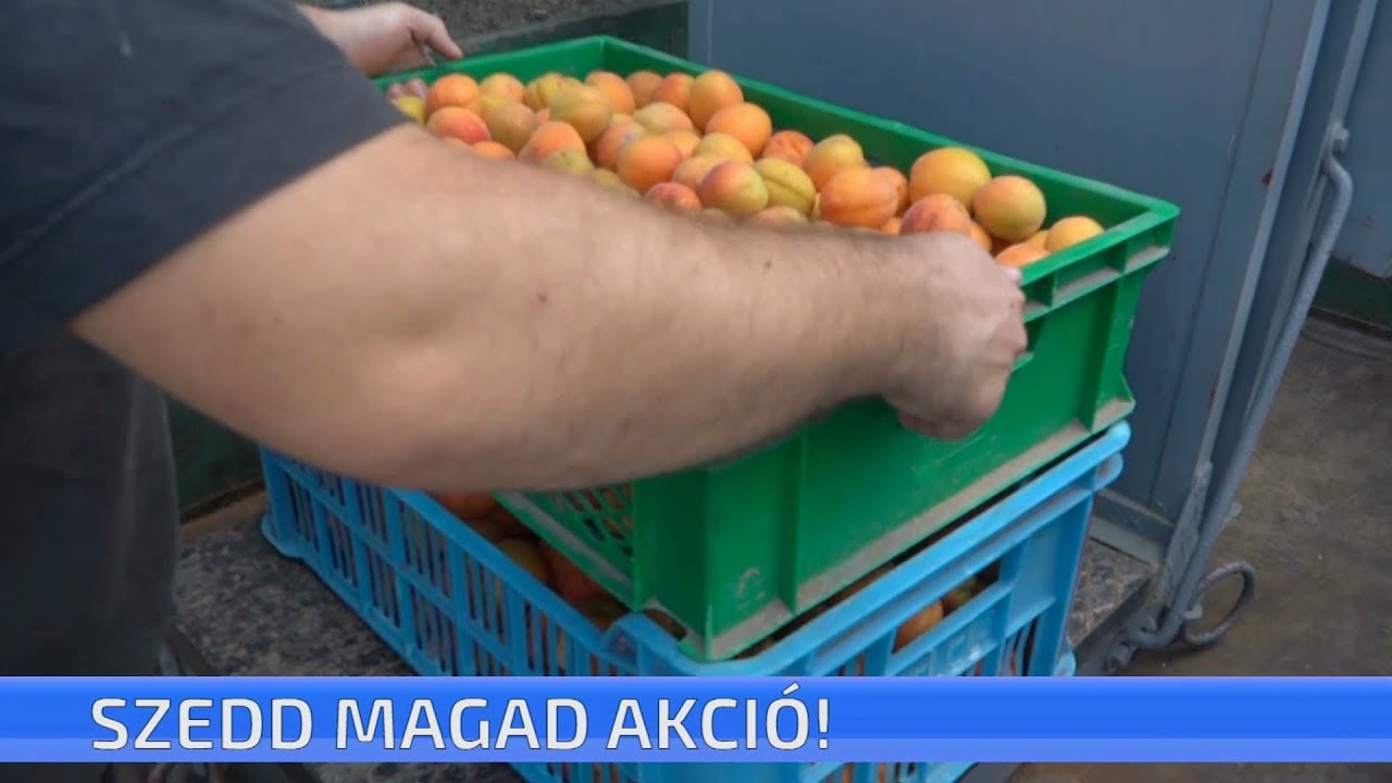 Szedd magad akció a Ceglédi Gyümölcstermesztési Kutató-Fejlesztő Intézetben