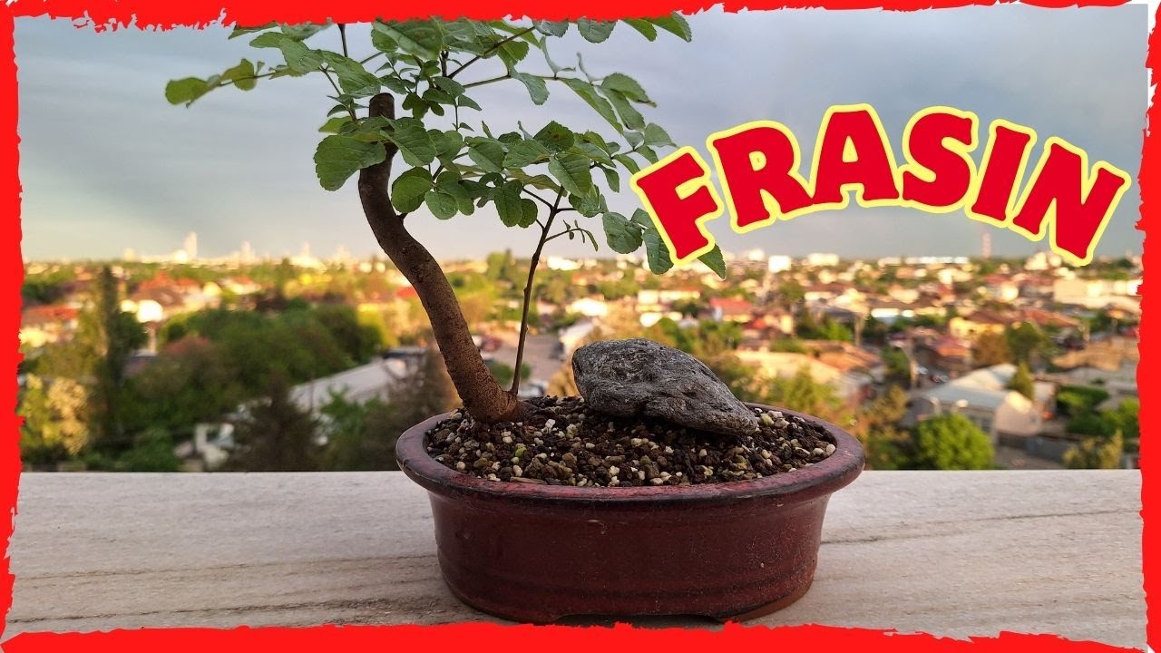 Plantez un Frasin si un Ulm ca bonsai