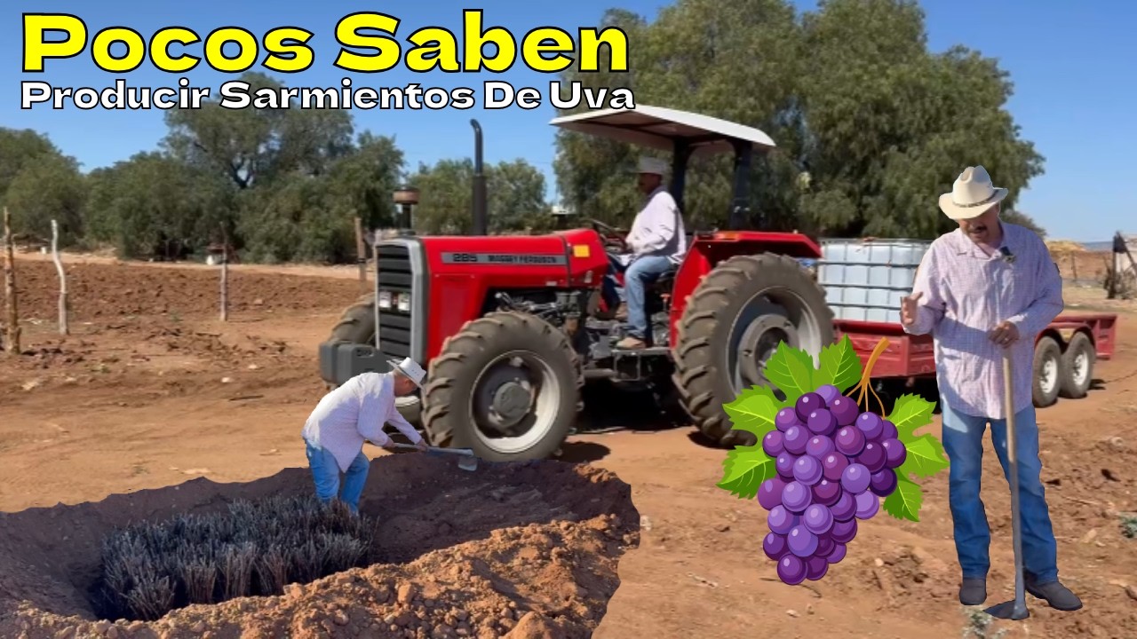 Como Producir Sarmientos De Uva, Para Que Su Plantacion Sea Todo Un EXITO.