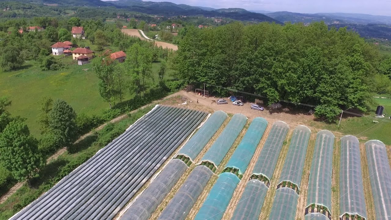 Plastenička proizvodnja jagode pun pogodak