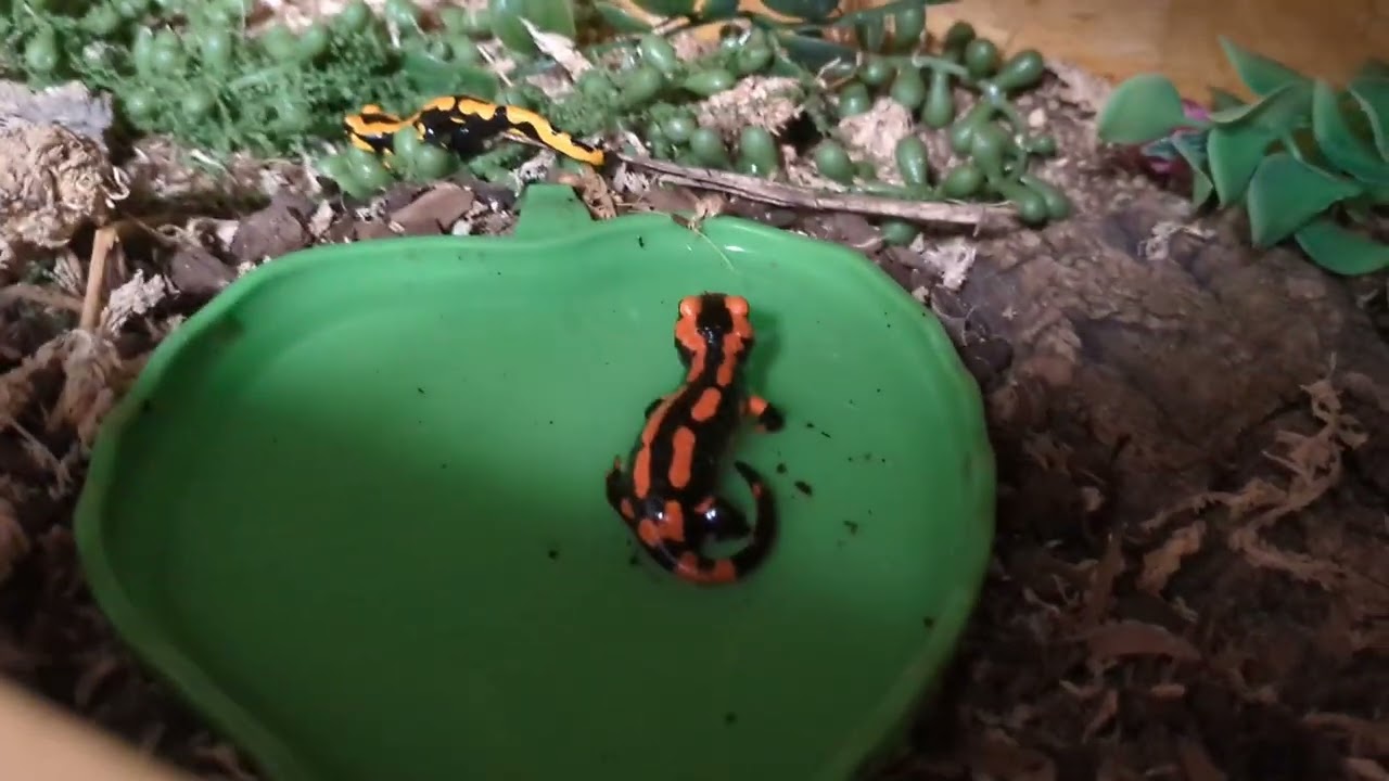 Feuersalamander erkunden Terrarium 💛 | 🐍 Viking Reptiles